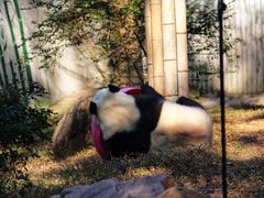 -广州动物园