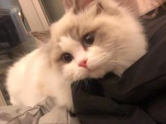 -欣宠猫屋·矮脚拿破仑·蓝金金渐层