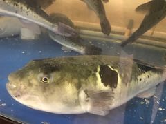 -天正河鲀·河豚亭(大连店)