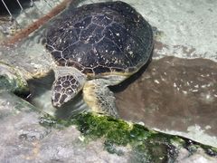 景点-郑州海洋馆