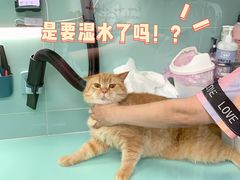 -猫宠乐园·专业洗护