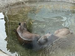-廊坊固安福朋喜来登酒店
