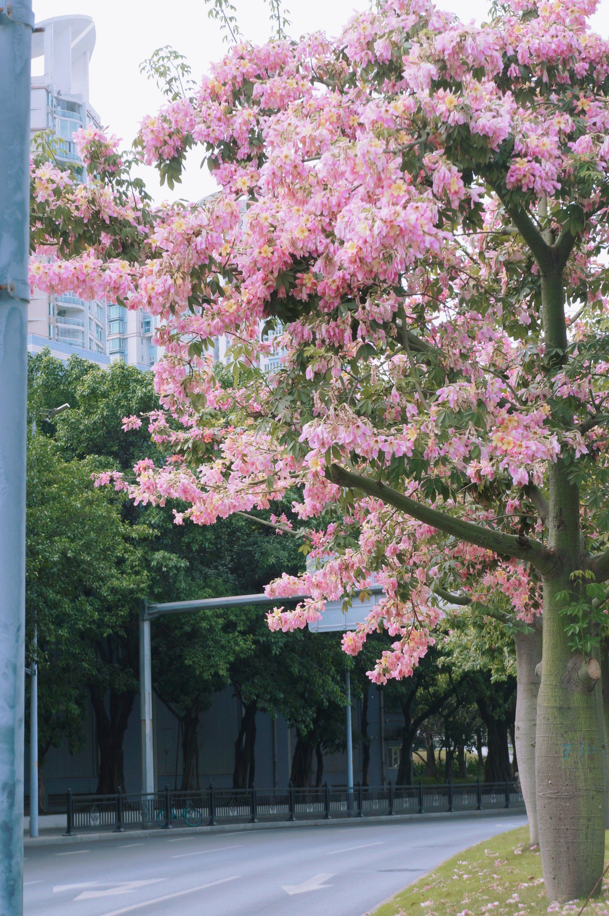 广州的市区路边,异木棉盛开.粉粉的花朵挂