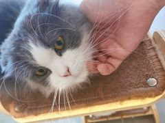 -飞行喵MR PILOT|猫舍·猫咖(静安大融城店)