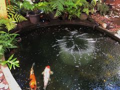 -Fern Forest Cafe