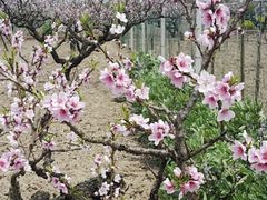 -南汇桃花村
