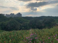 -松山湖梦幻百花洲