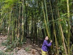 -潜山国家森林公园