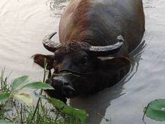 -洪湖生态旅游区