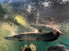 -上海海洋水族馆