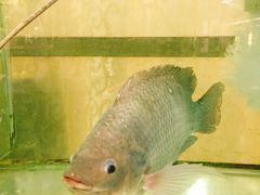 -祈胜邨•顺德鱼生•顺德菜(容桂店)