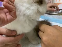-瑞派康怡24h宠物医院·犬猫医疗中心·微创绝育(瑞景分院)