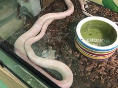 -藦茜花园宠物主题亲子互动体验馆(国顺东路店)