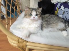 -十月米努特矮脚猫舍