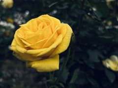 -人民公园(罗湖区)