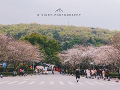 -武汉大学-樱园