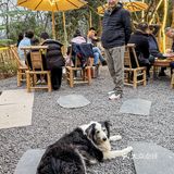 春日限定！！和狗狗经理一起寻味春天…