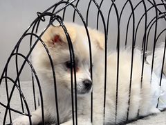-伟伟宠物医院·CT影像中心·瑞派犬猫综合性门诊(汉口总院)