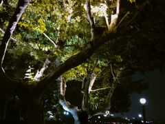 -西湖外事游船(湖滨二公园外事游船码头)