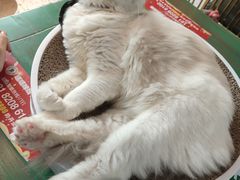 -喵喵咪呀布偶猫咖(春熙路店)