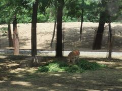 -秦皇岛野生动物园