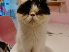 -三花喵·撸猫购宠·宠物生活馆(虹桥南丰城店)