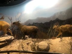 -陕西自然博物馆