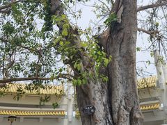 -三亚南山文化旅游区