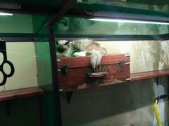 -猫咪博物馆(顶澳仔猫街店)