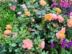 -人民公园(罗湖区)