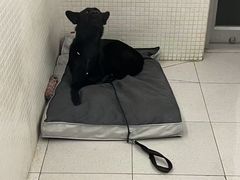 -宠拉拉·高端寄养·宠物酒店(朝阳分店)