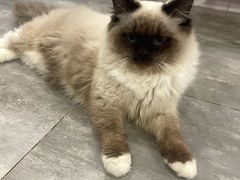 -楼上猫咖(罗湖店)