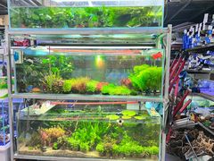 -大自然花鸟鱼虫市场