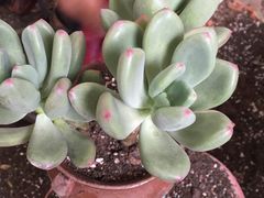 -金科花卉市场