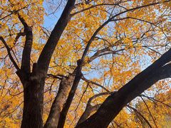 -长白岛森林公园