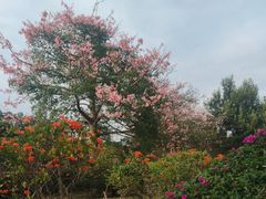-东莞植物园