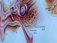 -自然之声助听器·呼吸机(康桥旗舰店)