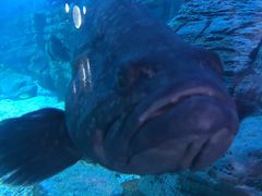 -烟台海昌鲸鲨海洋公园