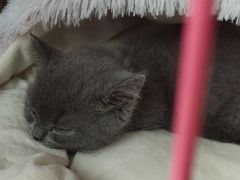 -佳雯宠物医院(四明中路分院)