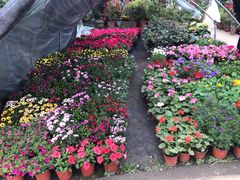 -三圣花乡旅游区