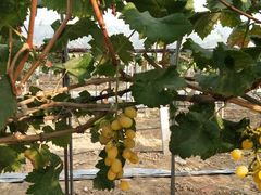 -武汉世外桃源农庄