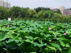 -前关湿地公园