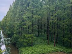 -黄海国家森林公园