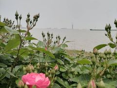 -上海滨江森林公园