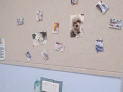 -纳吉亚猫专科动物诊疗中心(蒋宅口分院)