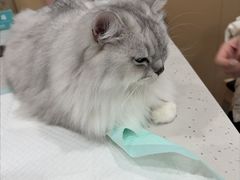 -贝利宠物医院·骨科·眼科·肿瘤转诊中心(南坪诊疗中心)