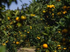 -滨江森林公园-真人CS野战场