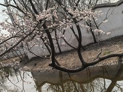 -桃花堤公园