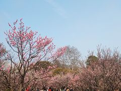 -无锡梅园公园