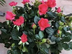 -三圣花乡旅游区